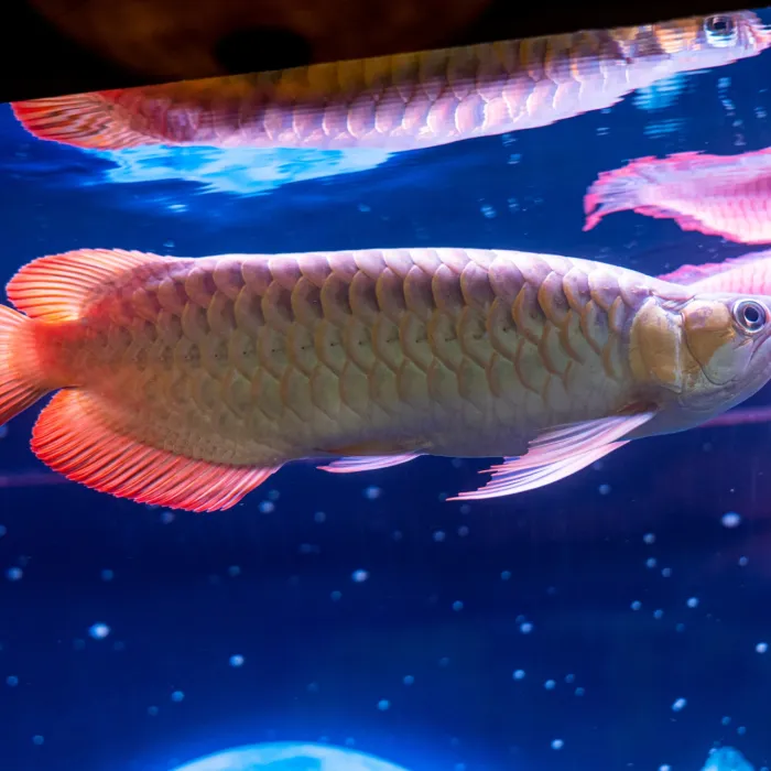 Hồ Cá Tân An - Long An