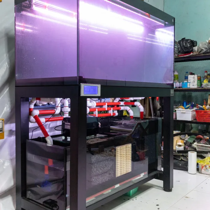 Hồ Cá Đi Campuchia