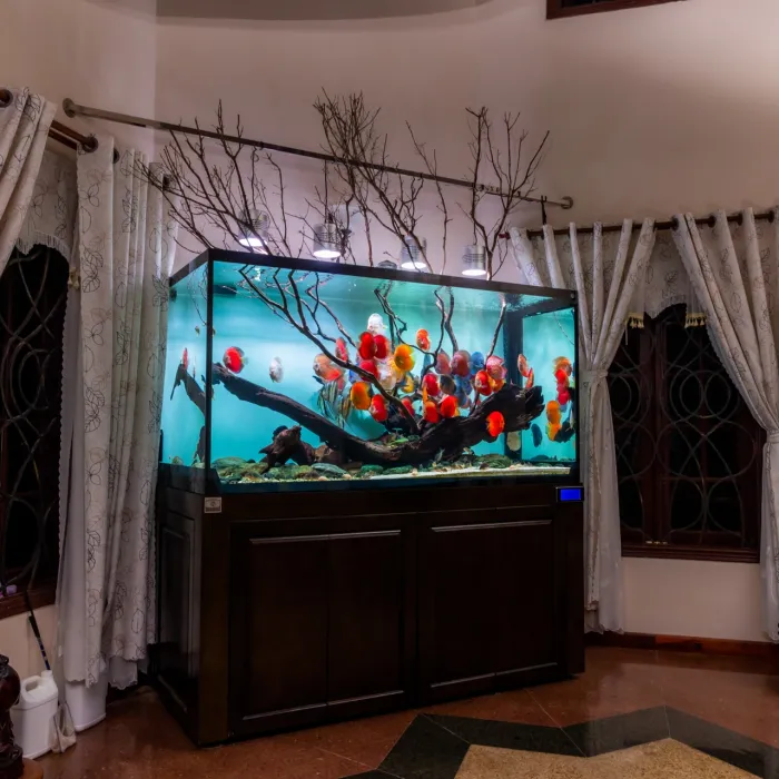 Hồ Cá Dĩa Vũng Tàu