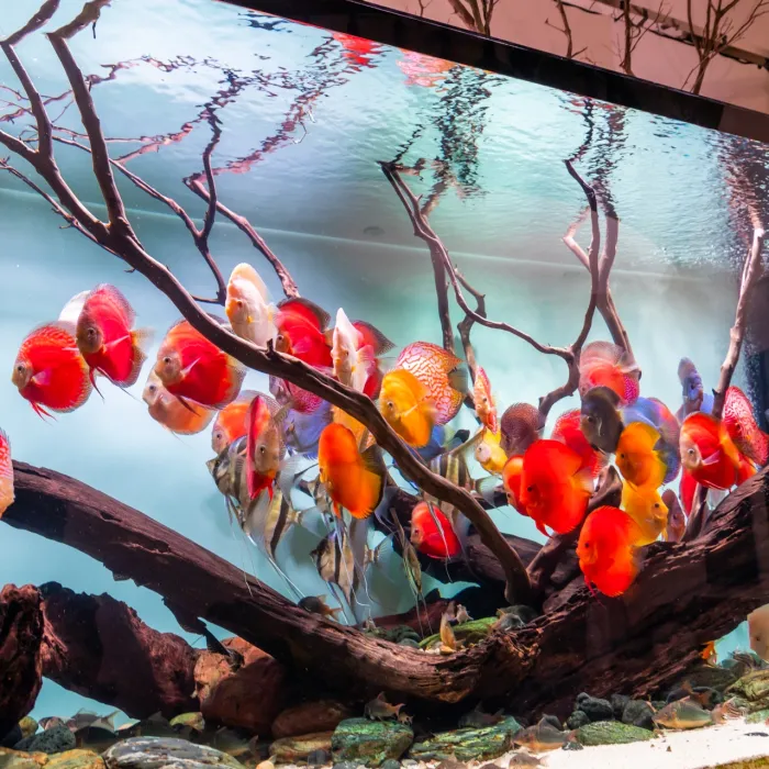 Hồ Cá Dĩa Vũng Tàu