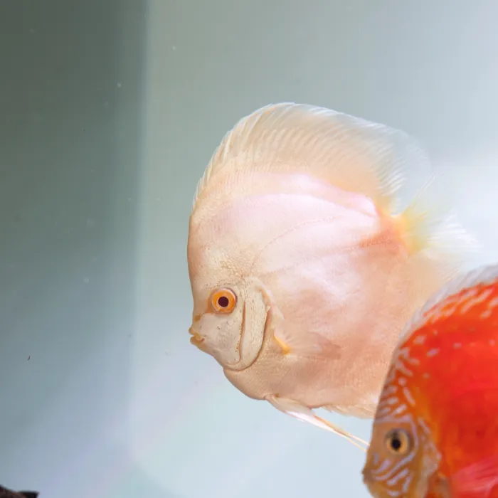Hồ Cá Dĩa Vũng Tàu